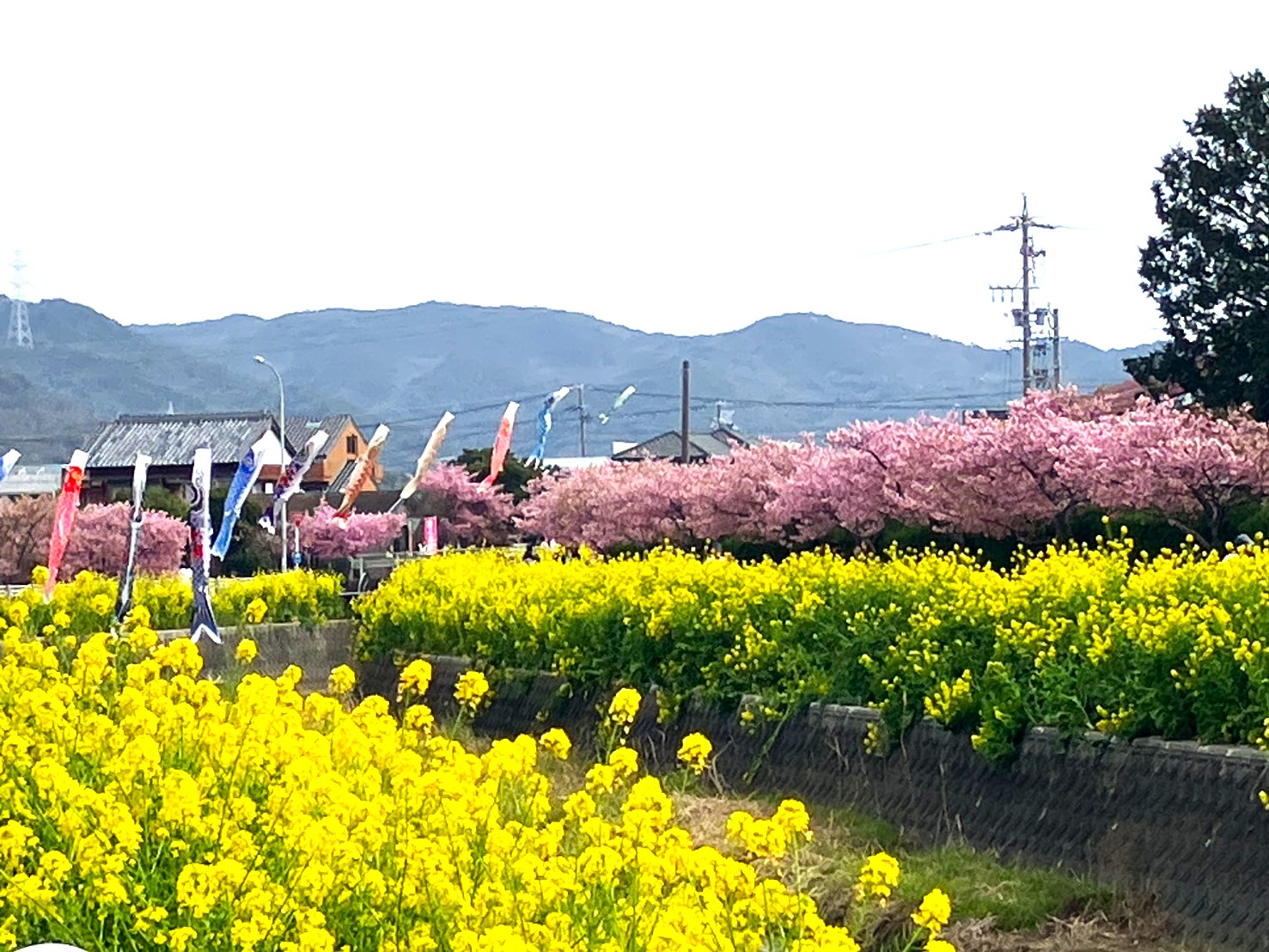 菜の花畑と河津桜