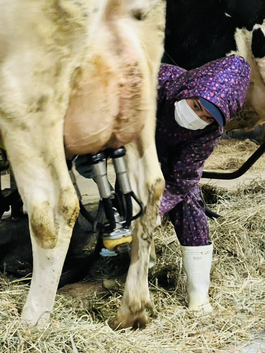 酪農に従事する技能実習生