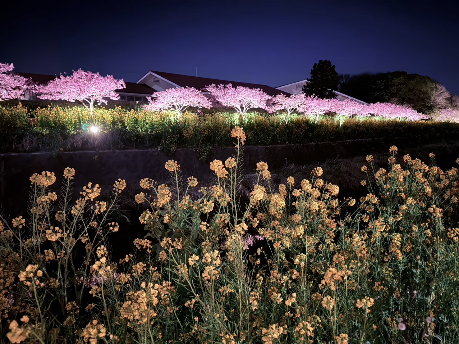 夜の河津桜と菜の花
