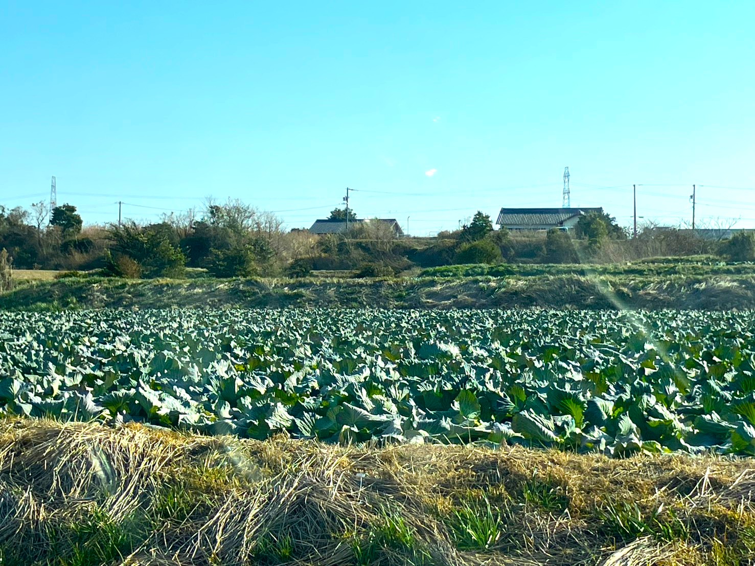 キャベツ畑の写真