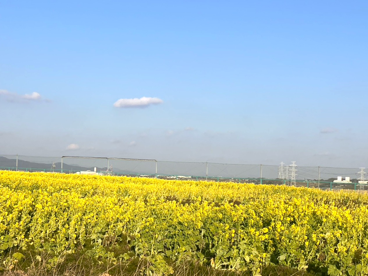 菜の花畑の写真
